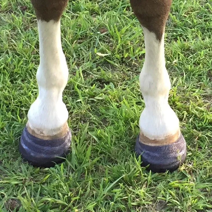 Equicast Hoof Cast